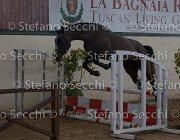 Capri FZ TosTour2013- S5 2966 : Arezzo, Arezzo Equestrian Centre, Capri FZ, Cavalli d'Italia, Toscana Tour 2013, foto di Stefano Secchi ©